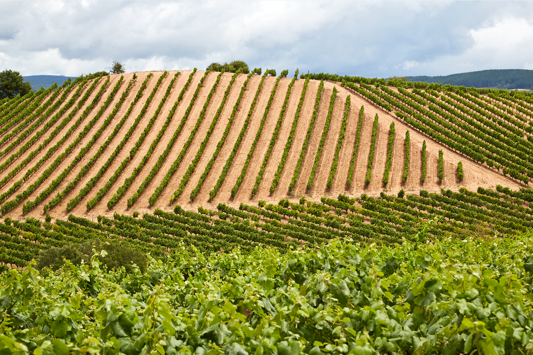 VINEYARD_2