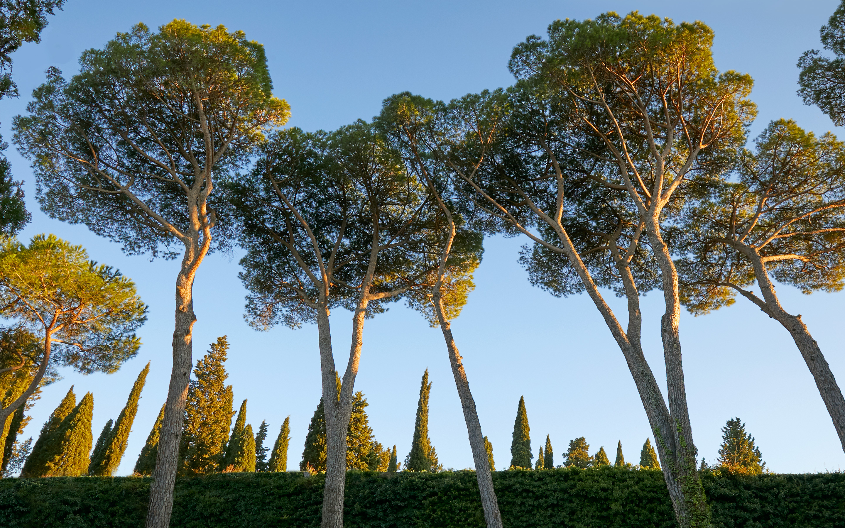 trees